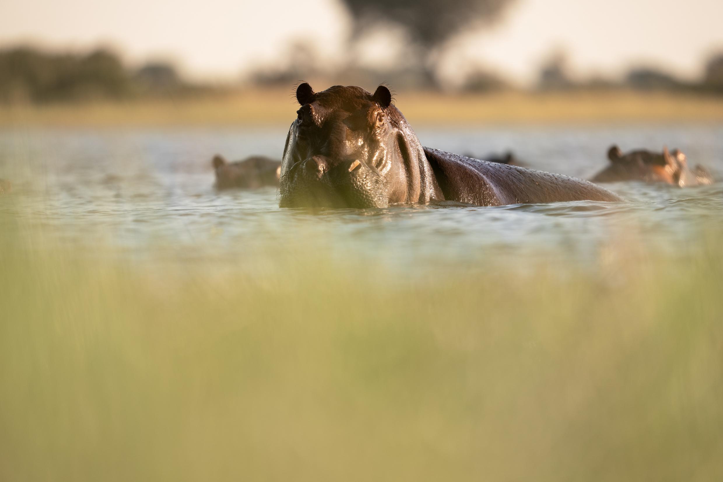 Singita Okavango Delta Nthopang Xani 