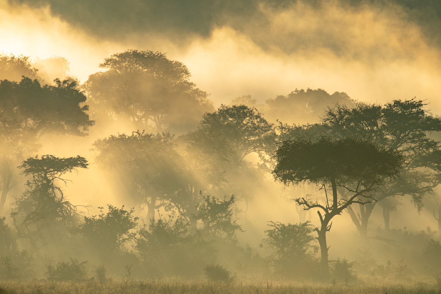 Ways to experience the bush