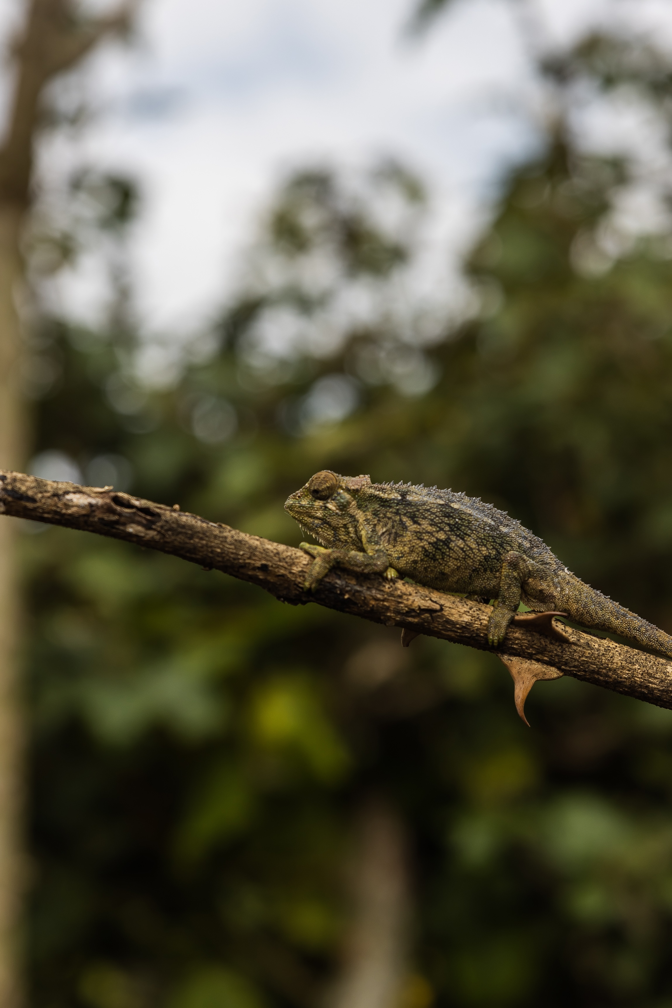 Rewilding Rwanda