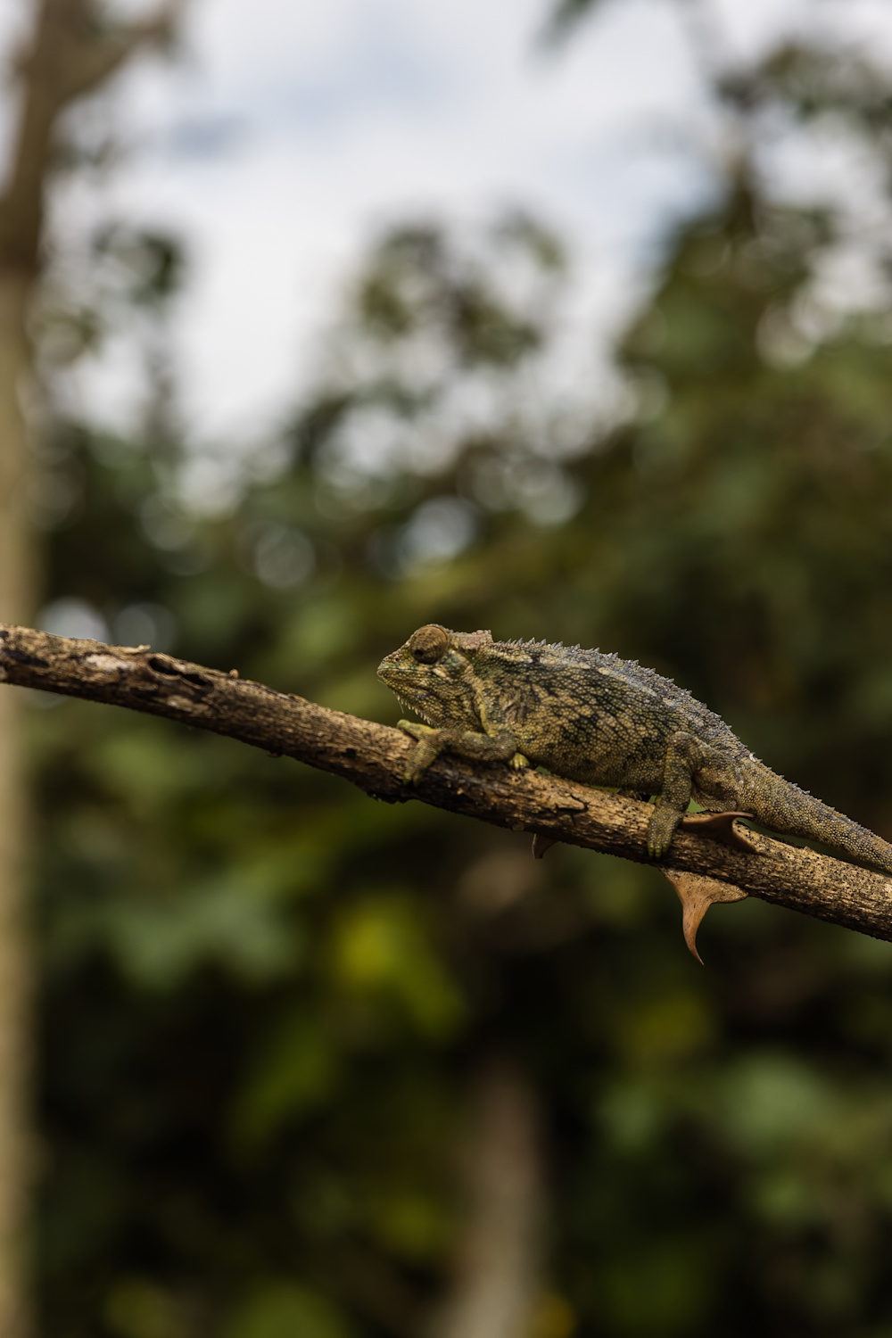 Rewilding Rwanda