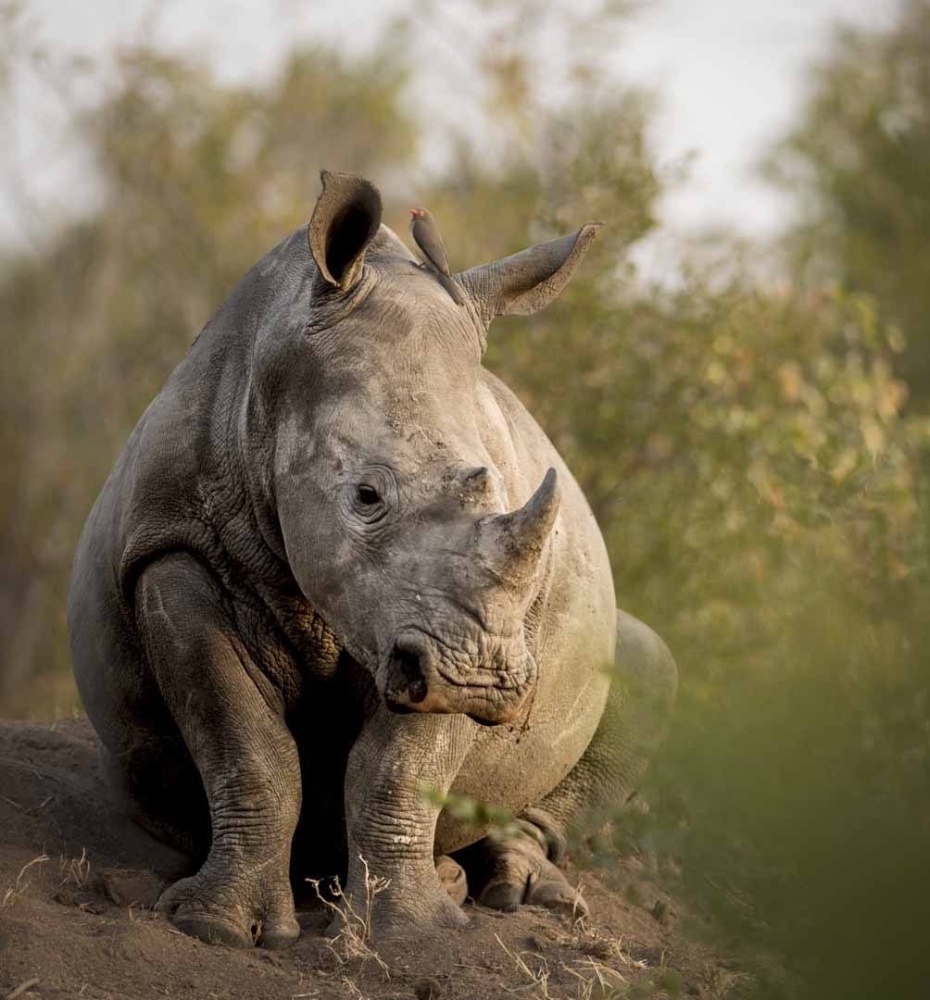 Black rhino sitting in bushveld