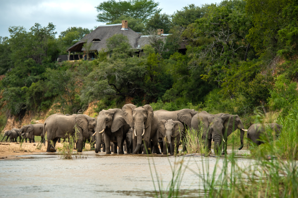 Our lodges in Tanzania, South Africa and Zimbabwe offer unparalleled encounters with the Big Five