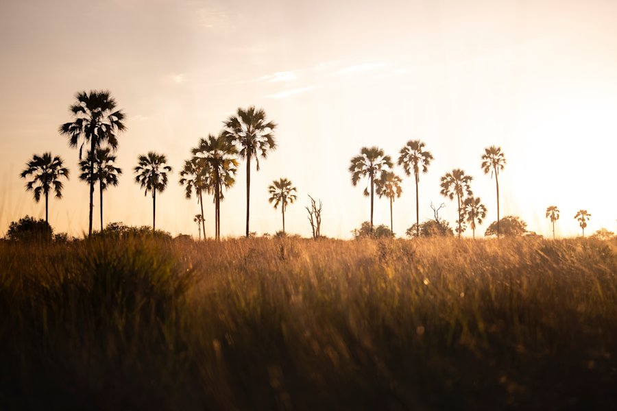 Introducing Elela – Singita’s journey into the Okavango Delta