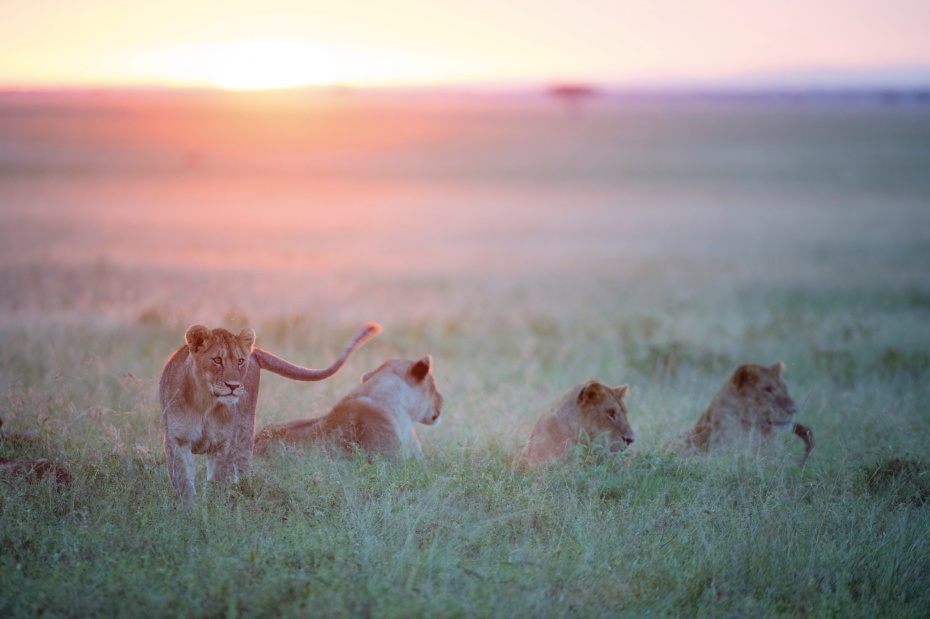 singita safari tanzania