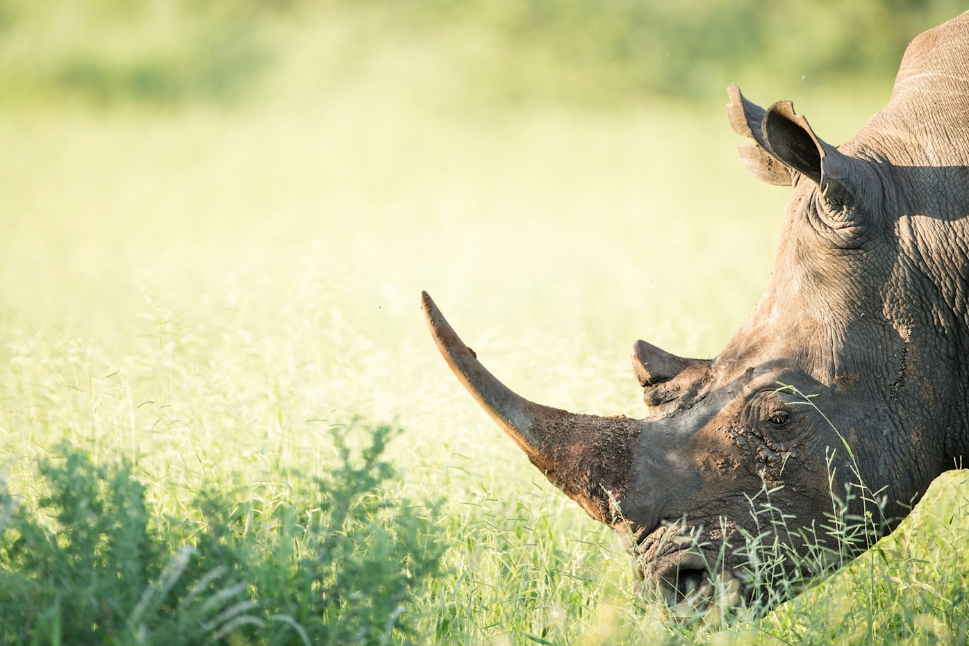 Safeguarding Vulnerable Species Singita