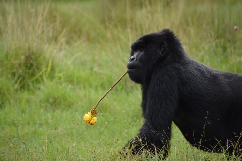 Volcanoes National Park, which borders on Singita's property in Rwanda is home to the endangered mountain gorilla. The protection of its habitat is crucial, and also benefits the many endangered species who live in the forests