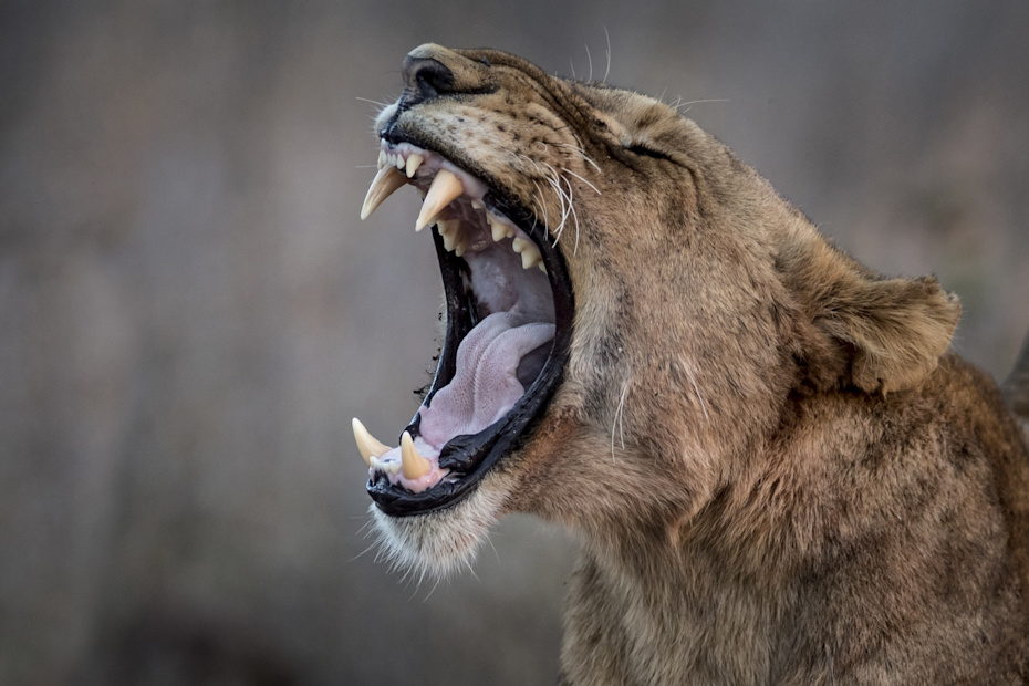 Yawning lioness