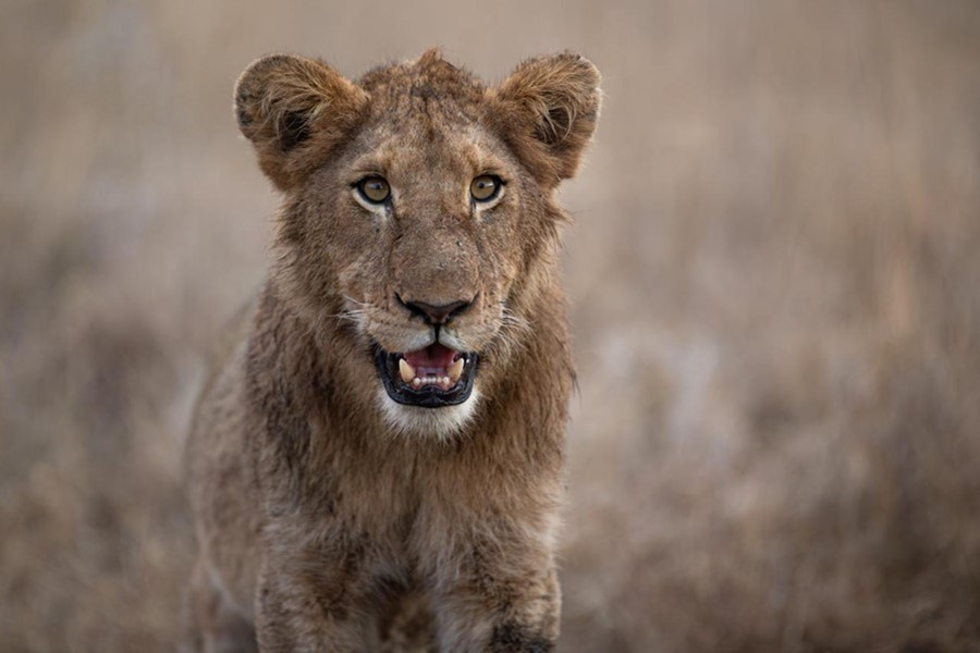 lion kills tourist kruger park