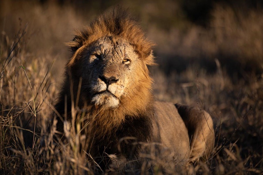 lion kills tourist kruger park