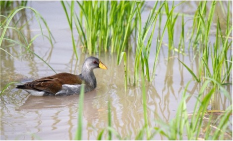 Lesser moorhen
