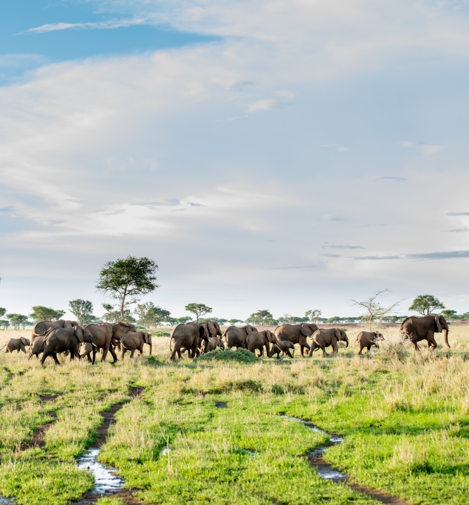 Herd of elephants crossing marshland