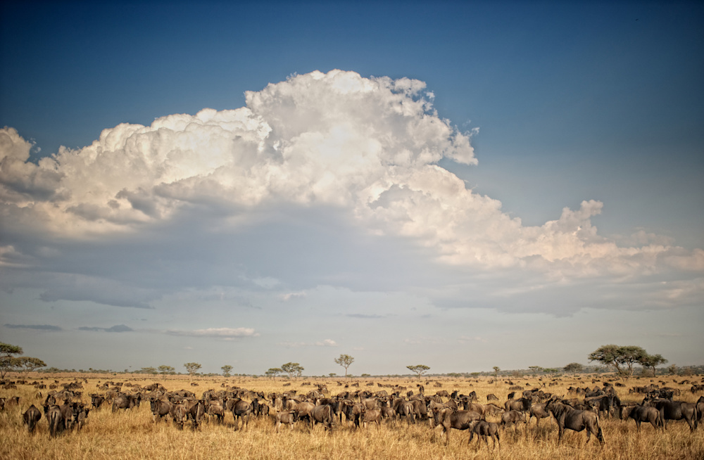The annual Great Migration sees hundreds of thousands of wildebeest traverse the plains, risking certain danger, as they follow better grazing and water