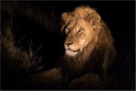 One of the Avoca male lions
