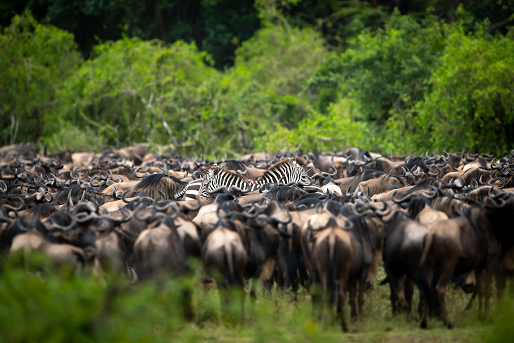 While predominantly made up of wildebeest, the migration also sees vast numbers of zebra and antelope moving across the Serengeti