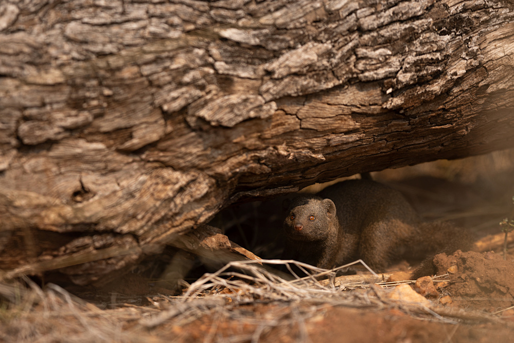 Mathieu Courdesses SKNP