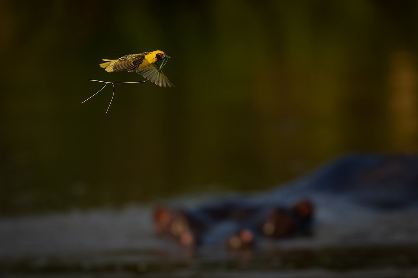 Bird flying above a hippo