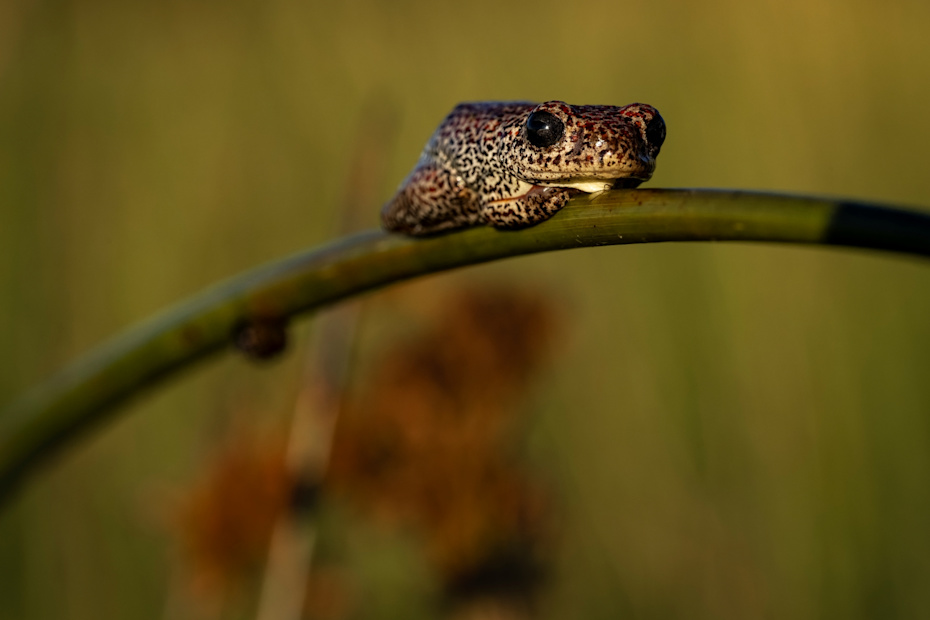 Tree Frog in the Delta