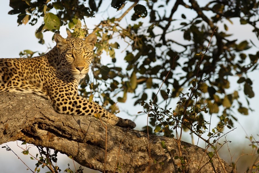 lion kills tourist kruger park