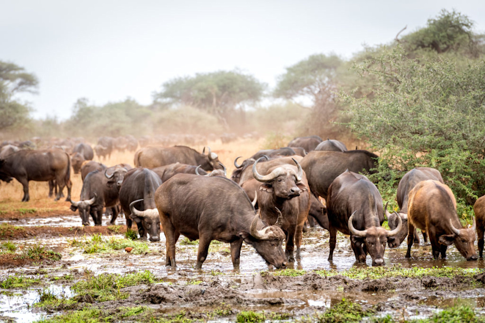 The Malilangwe Wildlife Reserve: One of Africa’s last truly wild places