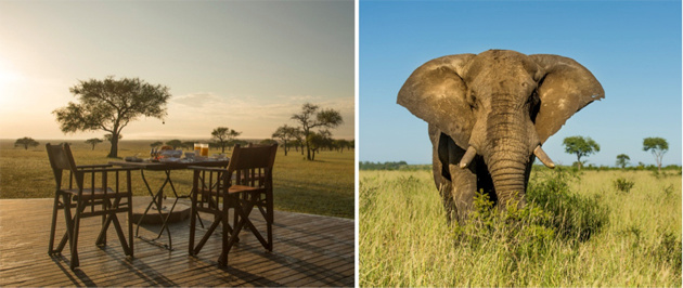 Elephants in the Serengeti - Singita Grumeti