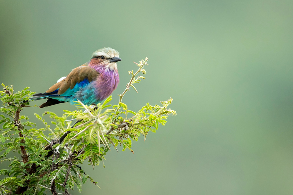 Walking safaris allow you to see and appreciate the small details of all the species that make up the wild