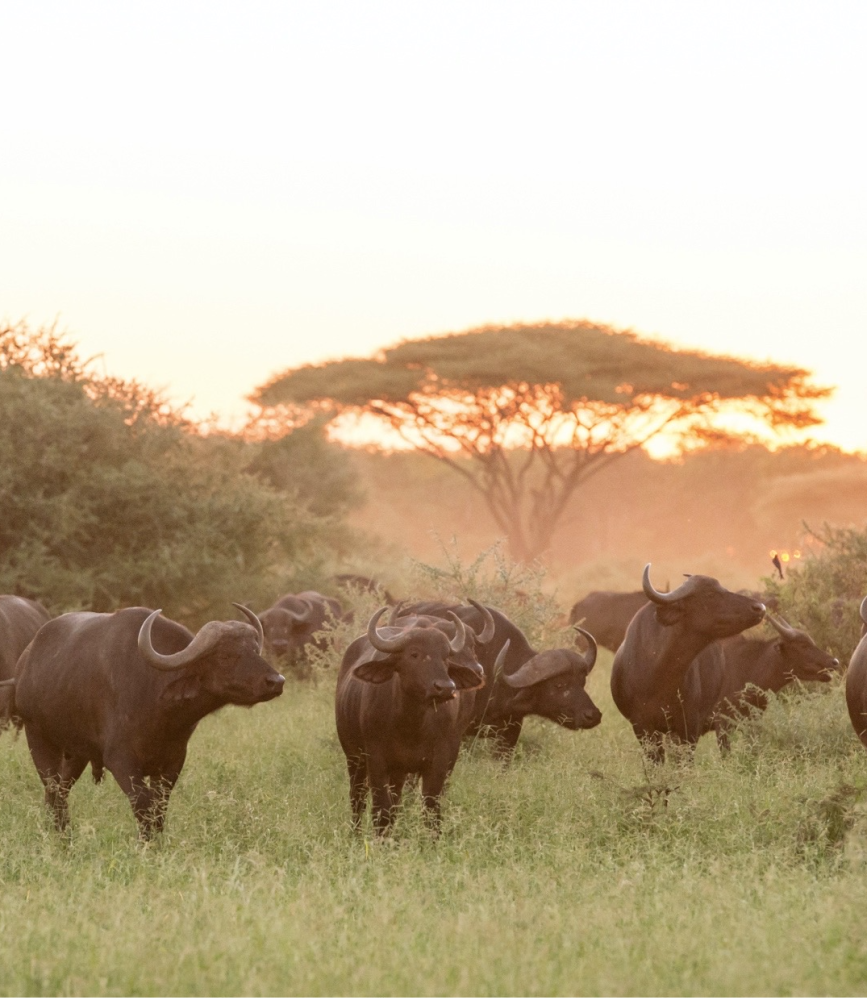 Herd of buffalo feeding on grass