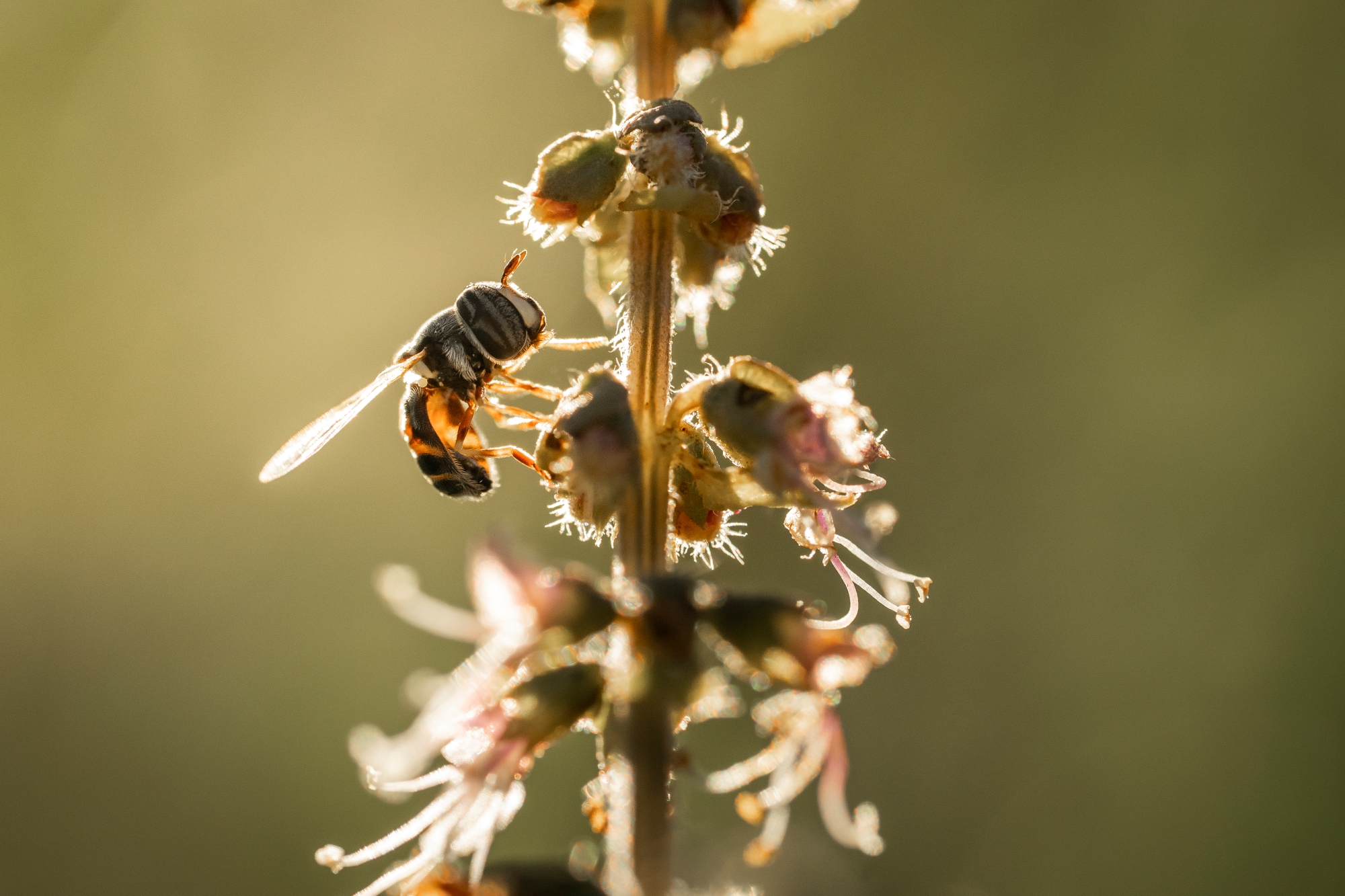 Okavango Delta Macro Insect Bee