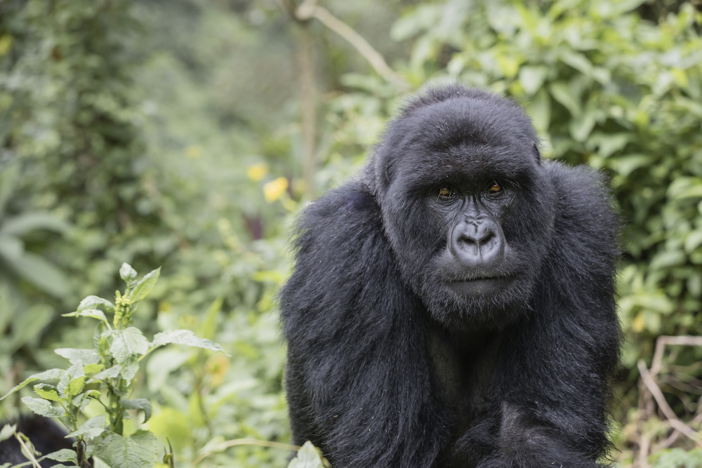 A large portion of the world's remaining critically endangered mountain gorillas call Volcanoes National Park home 