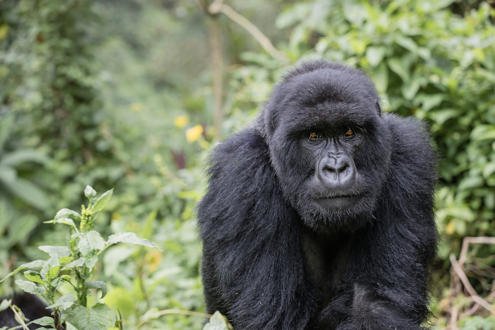 A large portion of the world's remaining critically endangered mountain gorillas call Volcanoes National Park home