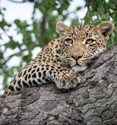 Wildlife Conservation in South Africa | Singita