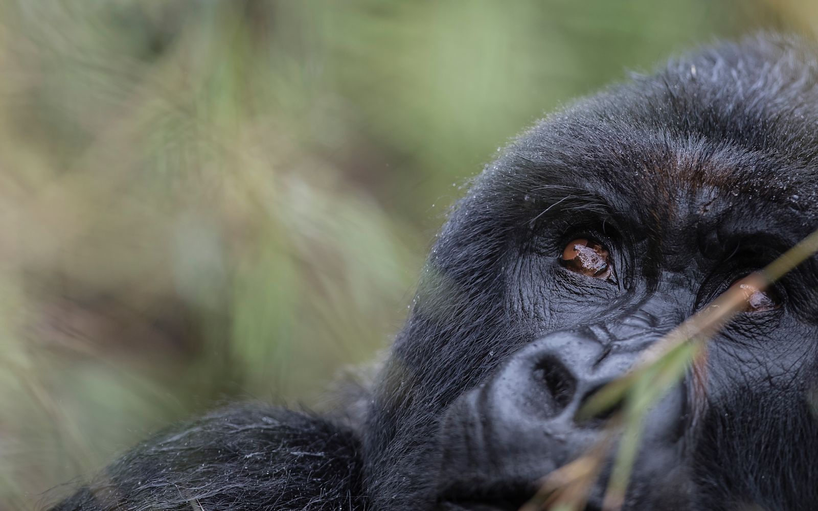 A mountain gorilla close up in Volcanoes National Park