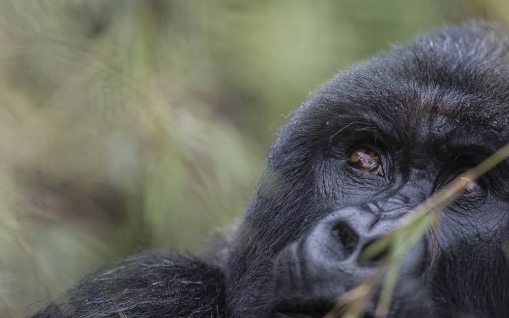 Volcanoes National Park is home to a third of the world's remaining mountain gorillas, within easy proximity of Singita's Rwandan lodges