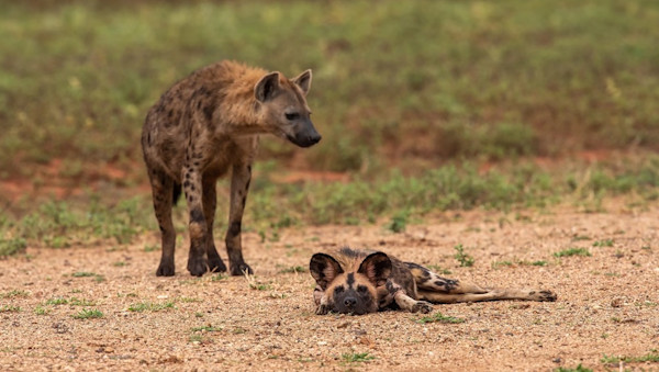 Singita Pamushana: June 2021 | Singita