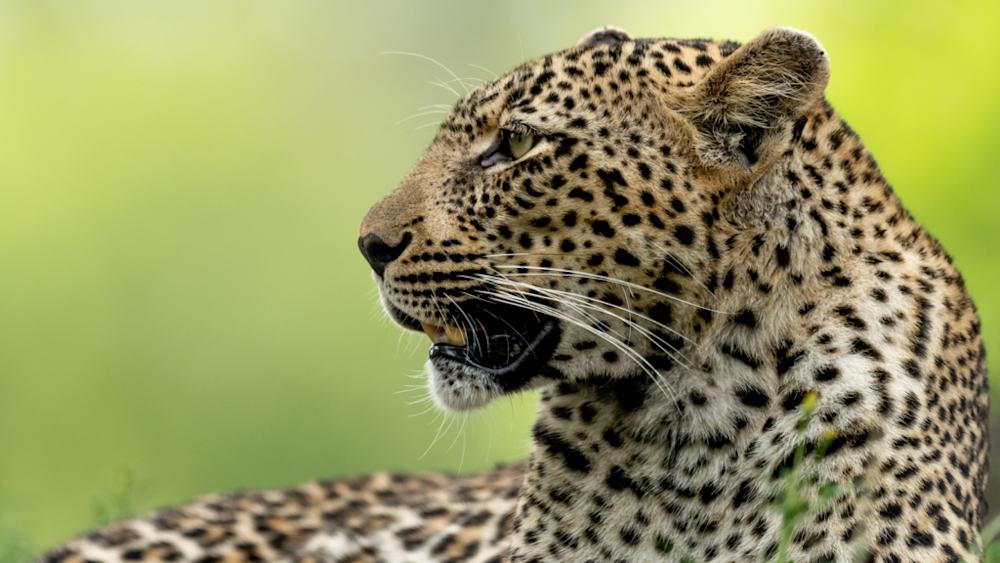 Conservation SOS: Africa's Leopards Battling Extinction