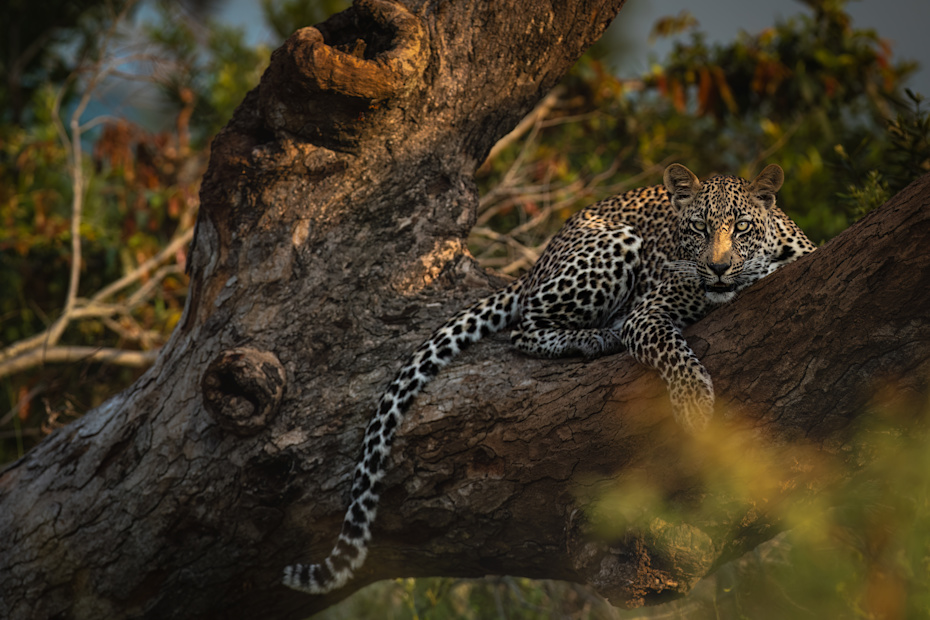 Leopard Male in tree in Singita Sabi Sand