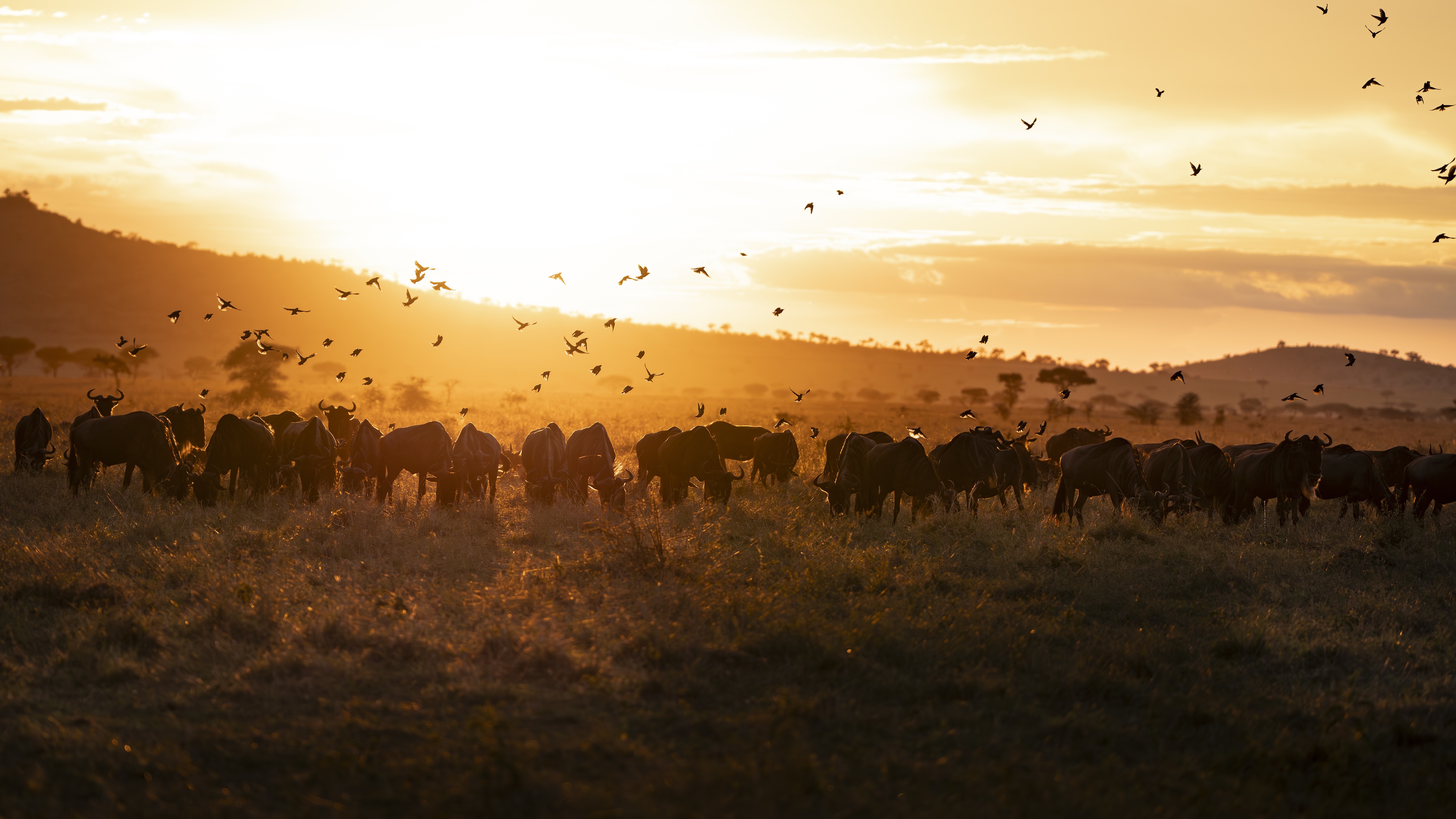 Huge herd of zebra