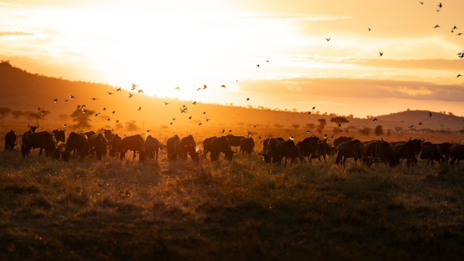 Huge herd of zebra
