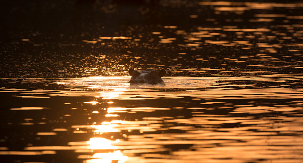 The Malilangwe Wildlife Reserve: One of Africa’s last truly wild places