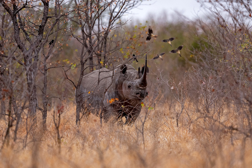 The aim of this project is to establish a viable population of black rhino, with the ultimate goal being a Key 1 population in Gonarezhou