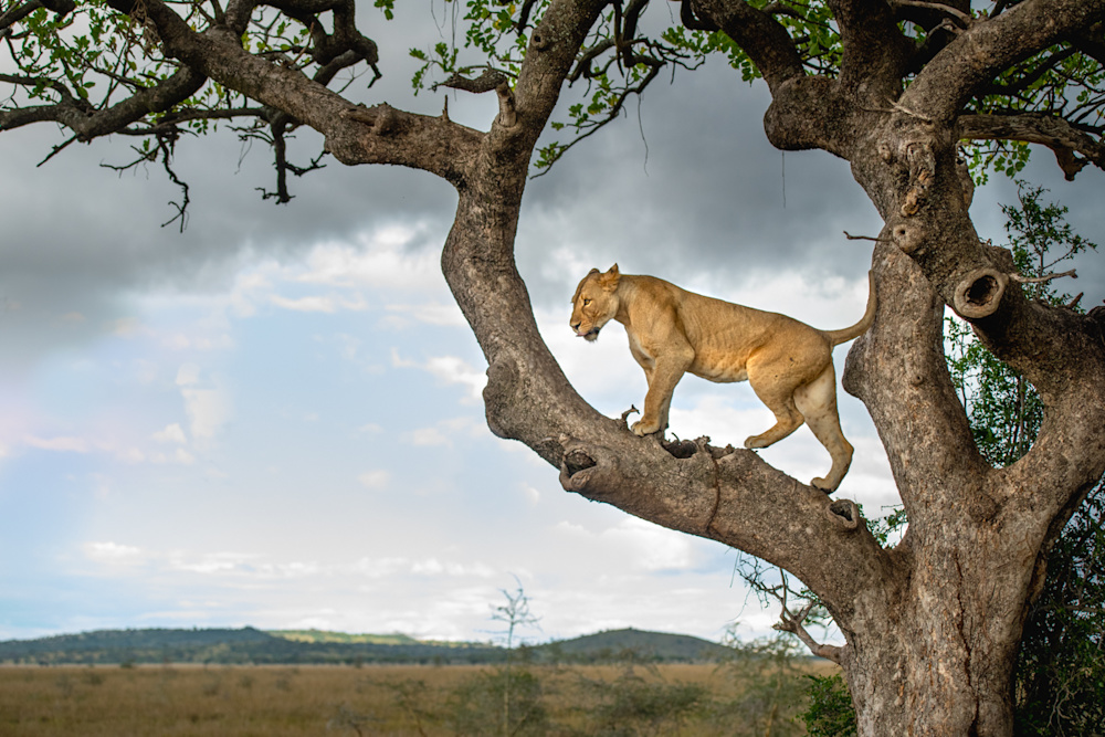 Despite what seem like insurmountable challenges, the LRF has managed to continue, and even improve its funding into crucial conservation initiatives across Africa