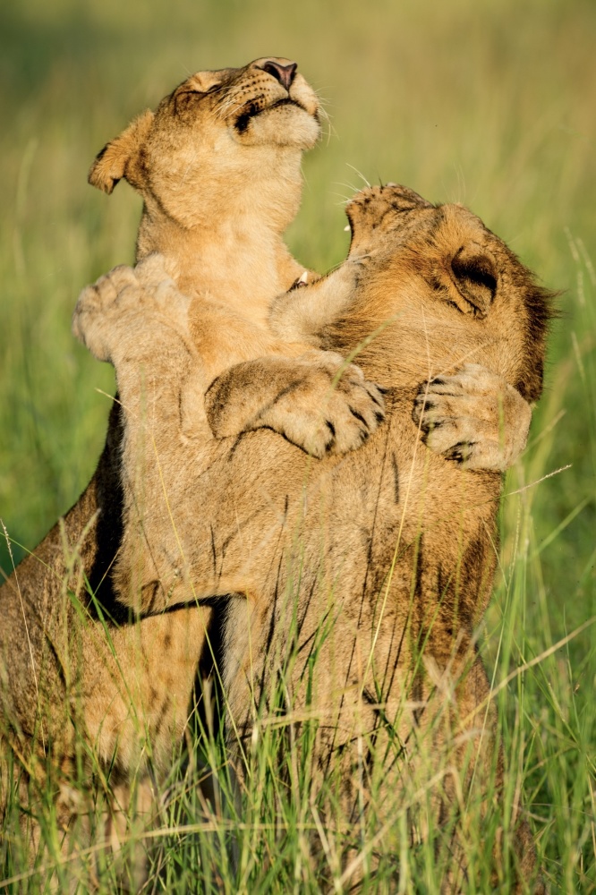 Two lions play-fighting