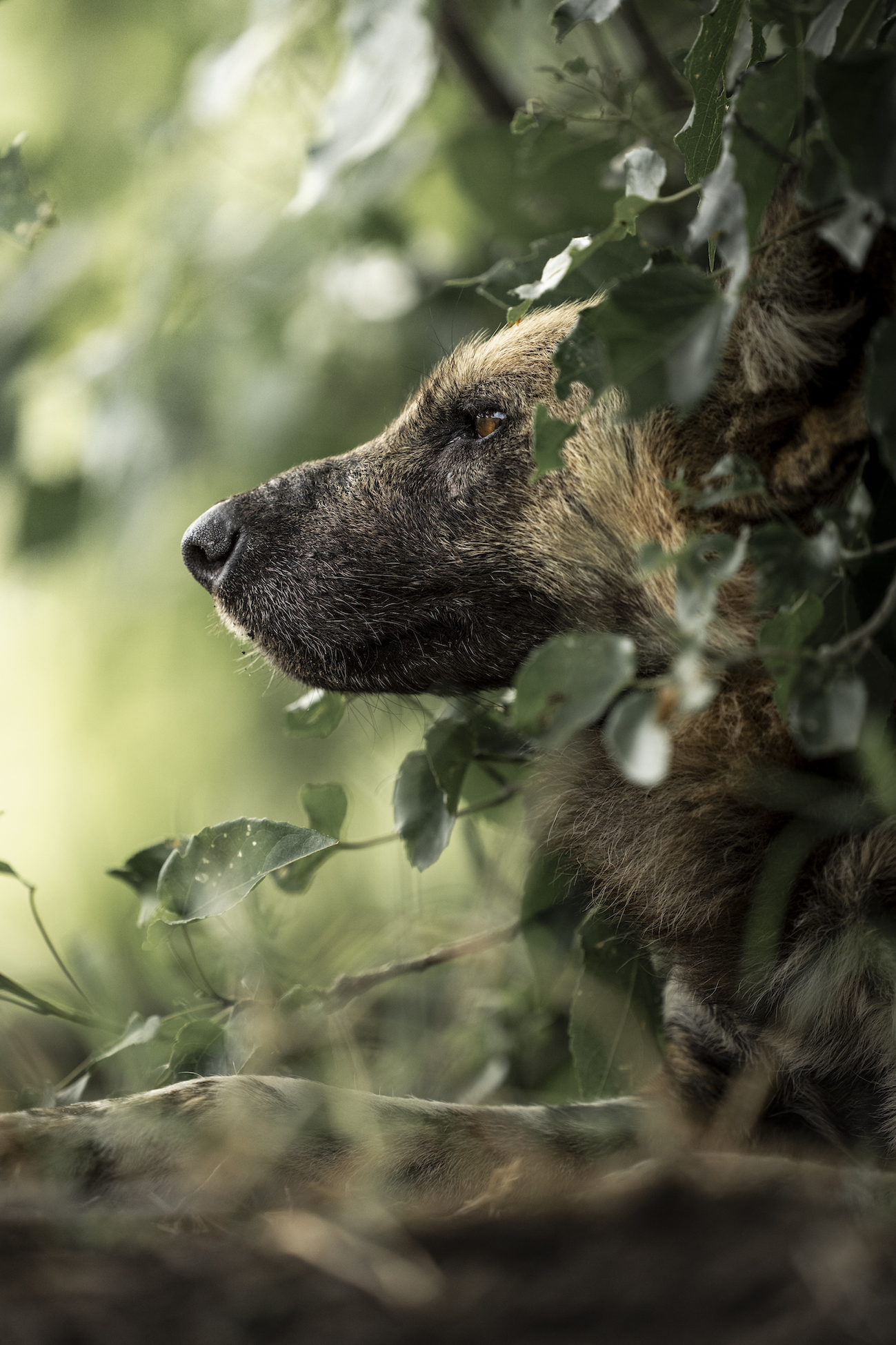Singita Okavango Delta Nthopang Xani 