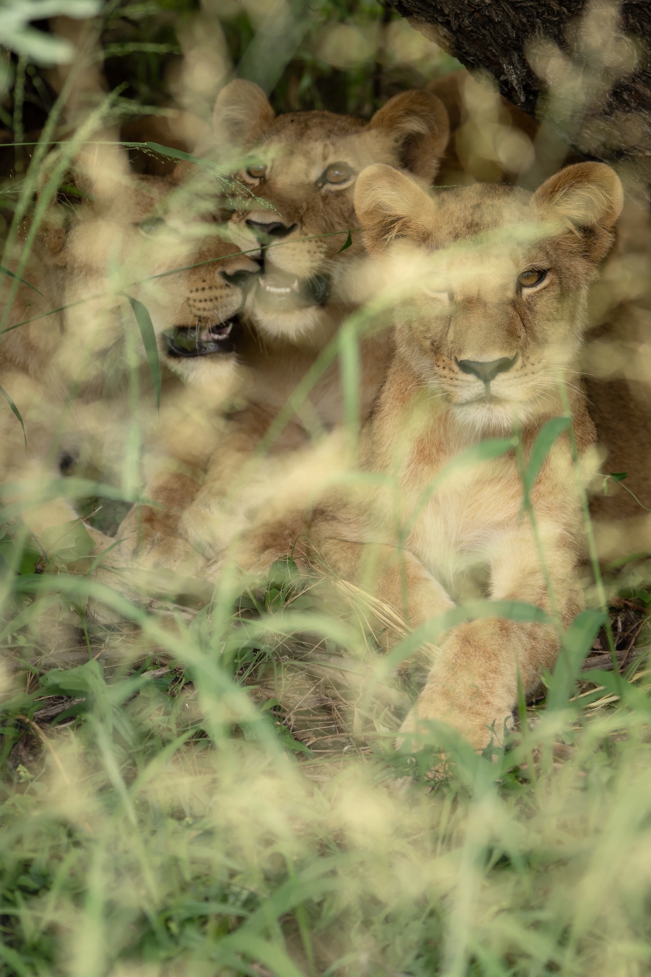 Singita Okavango Delta Nthopang Xani 