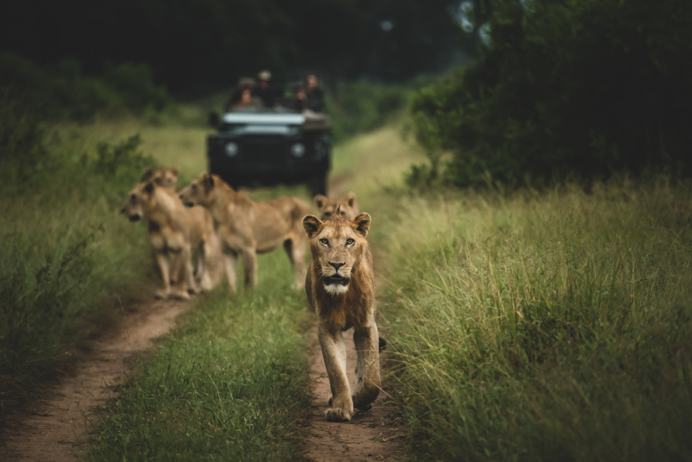 While the Sabi Sand is known for prolific leopard, Kruger National Park is prime lion country and boasts formidable prides  