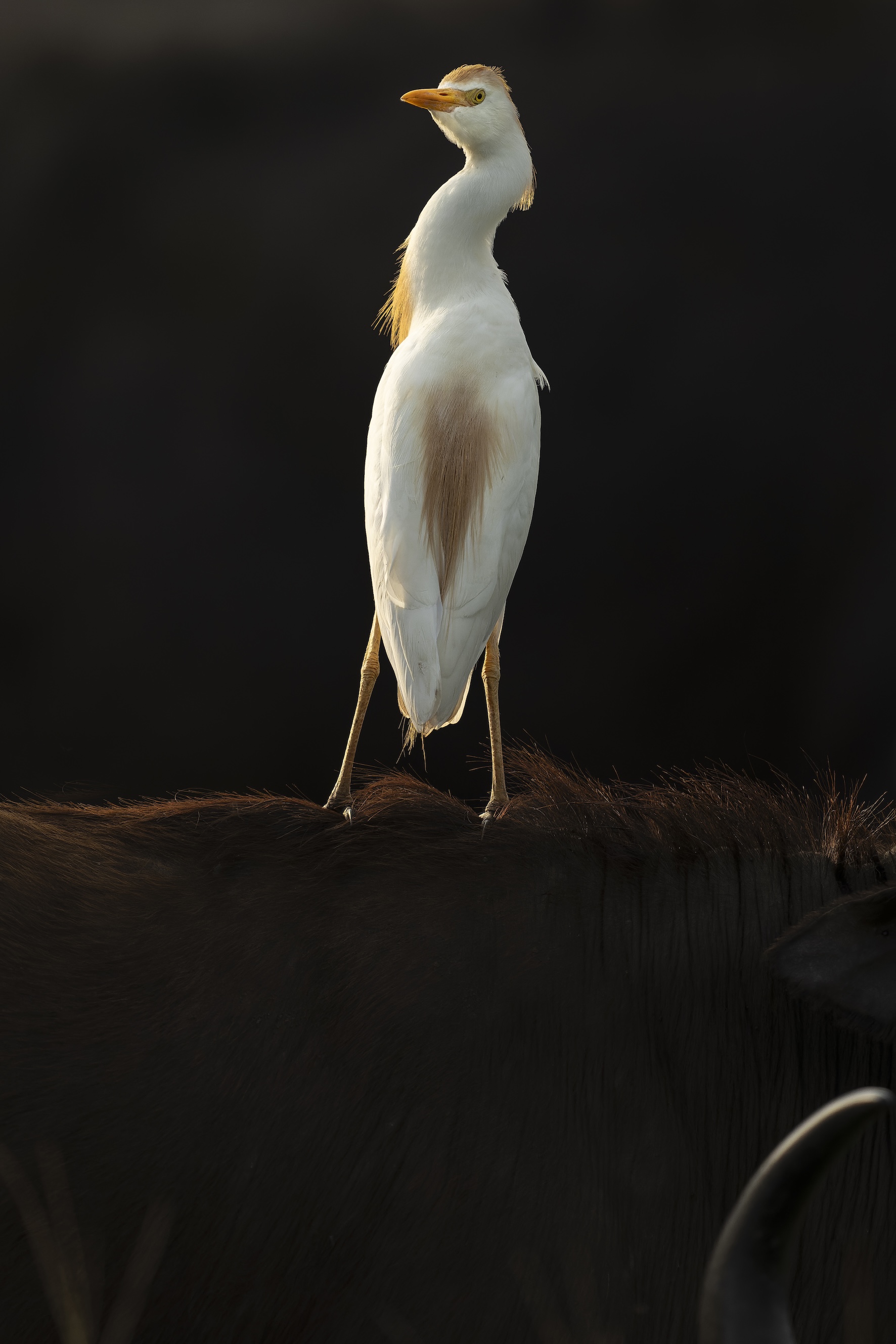 Egret standing