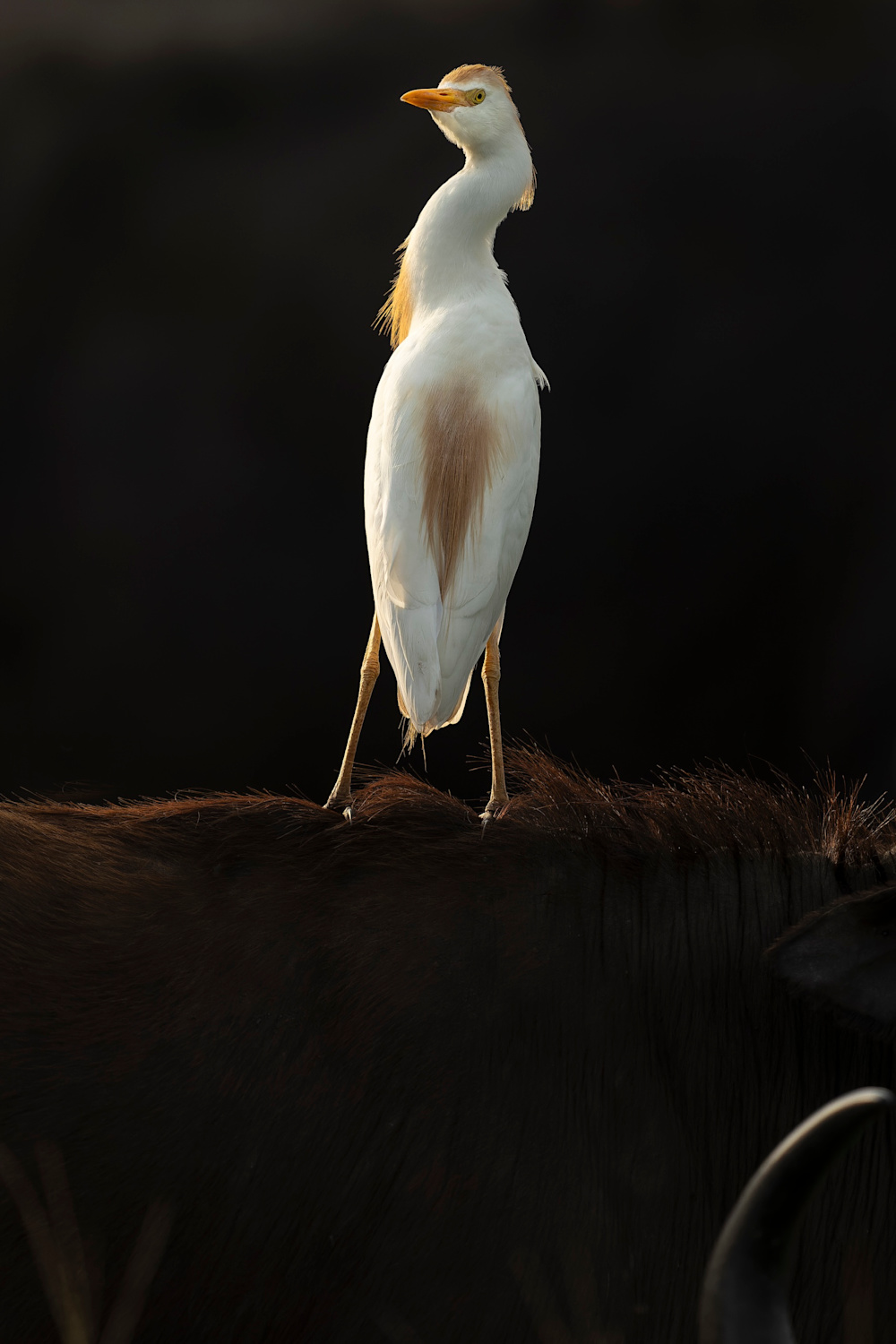 Egret standing