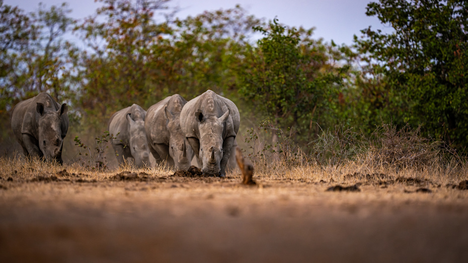 Adult male elephant walking in the bush