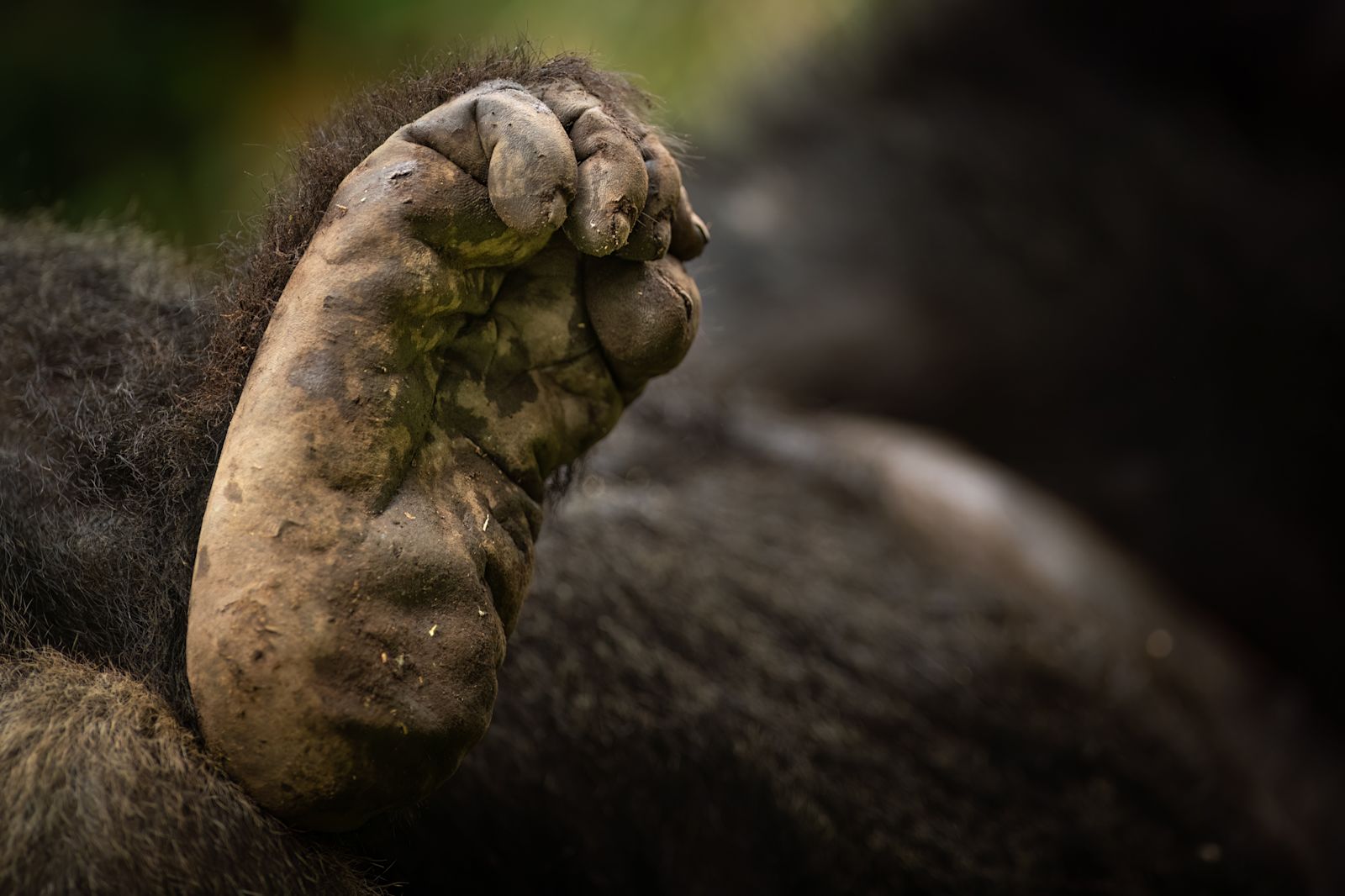 A gorilla of the Sabyinyo family at rest