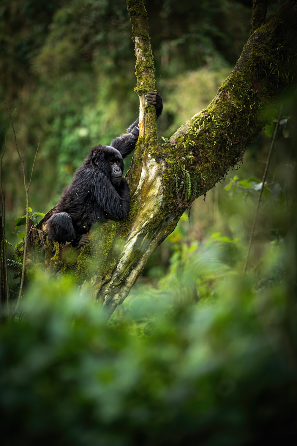 Purpose-led safaris