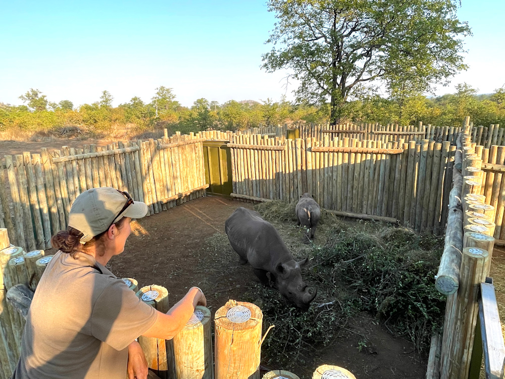 This translocation of black rhino aims to establish a new, viable population in a national park in Zimbabwe